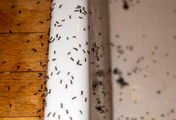 Best Exterminator Services  in Corcoran, MN