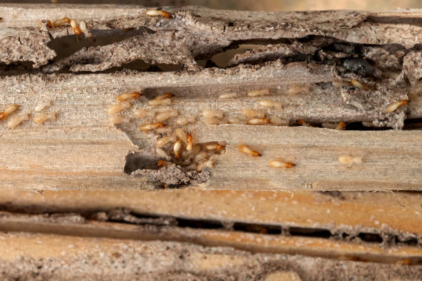 Best Pest Prevention Services  in Corcoran, MN