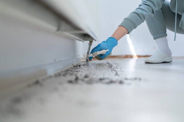 Best Termite Control Services  in Corcoran, MN